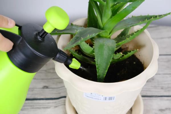 盆栽芦荟的种植条件，一定要使用沙质土壤