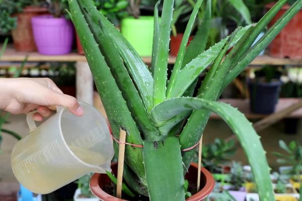 盆栽芦荟的种植条件，一定要使用沙质土壤