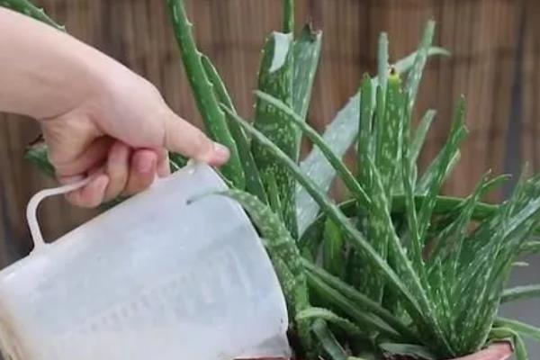 盆栽芦荟的种植条件，一定要使用沙质土壤