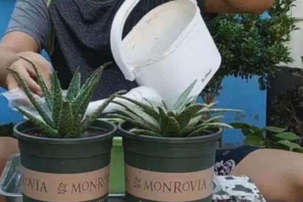 盆栽芦荟的种植条件，一定要使用沙质土壤