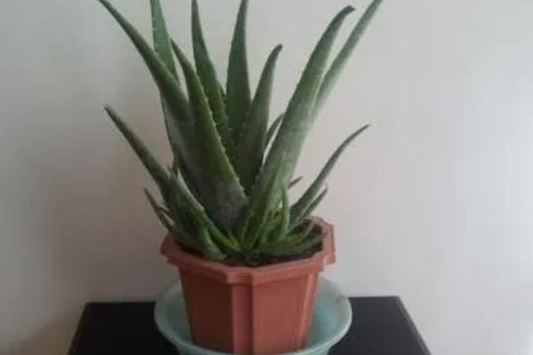 盆栽芦荟的种植条件，一定要使用沙质土壤