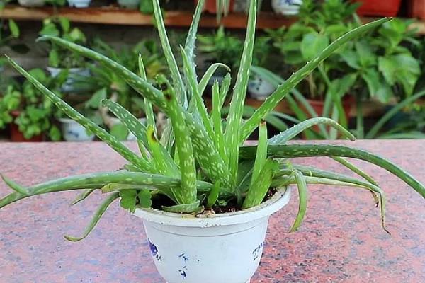 盆栽芦荟的种植条件，一定要使用沙质土壤