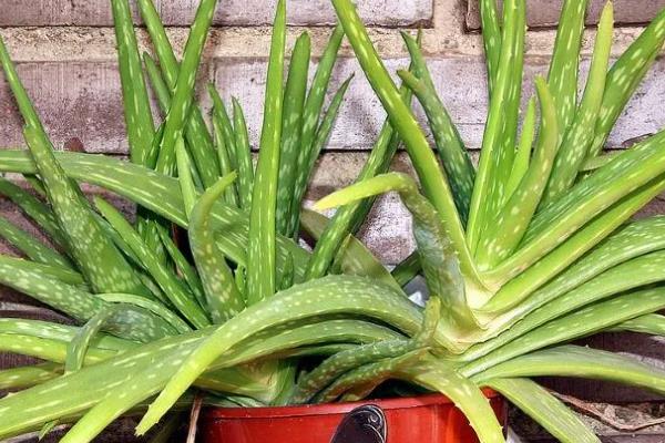 盆栽芦荟的种植条件，一定要使用沙质土壤