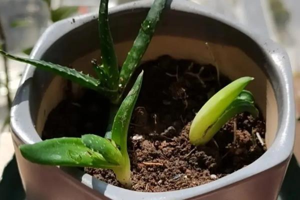 盆栽芦荟的种植条件，一定要使用沙质土壤