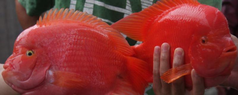 金刚鹦鹉鱼与普通鹦鹉鱼有什么区别，前者呈大红色、后者多为血红色