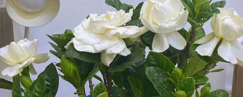 枙子花秋冬季节的养护方法，每天提供不少于6小时的光照