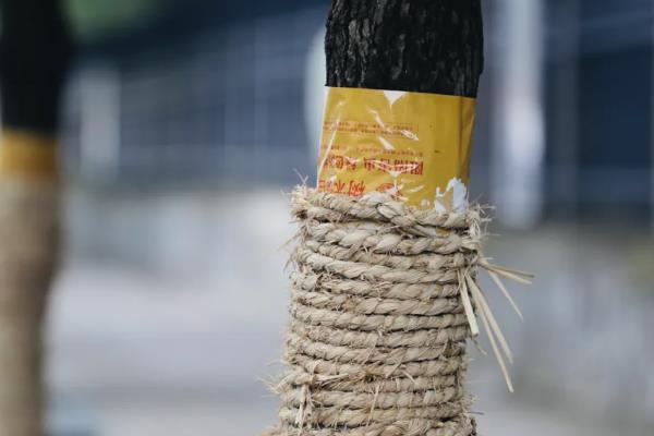 美丽异木棉怎么养殖，不同生长阶段对养分的需求不同