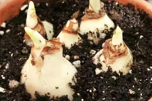 洋水仙的种植方法，9月份播种为佳