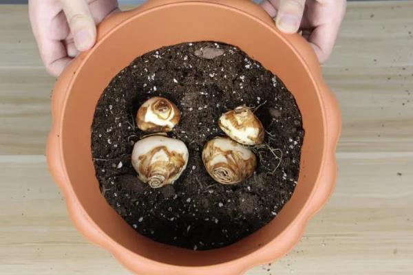 洋水仙的种植方法，9月份播种为佳