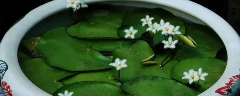 金银莲花的繁殖方式，以分株和扦插为主