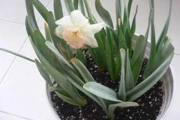 洋水仙的种植方法，9月份播种为佳