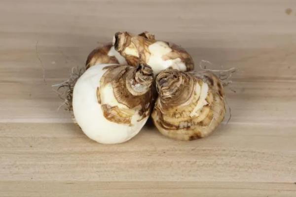 洋水仙的种植方法，9月份播种为佳