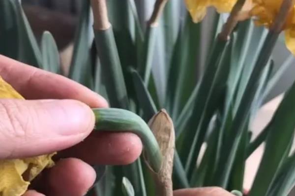 洋水仙的种植方法，9月份播种为佳