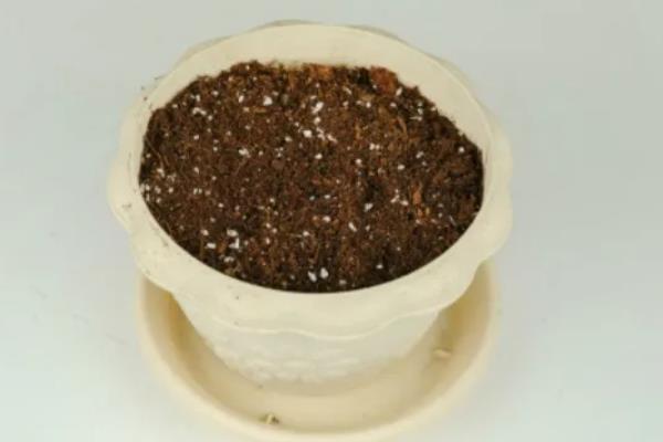 洋水仙的种植方法，9月份播种为佳