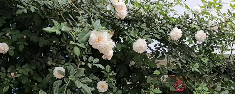 蔷薇的花语，不同颜色的花语不同