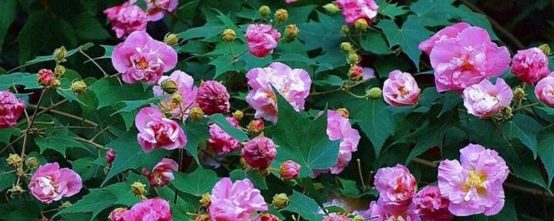 农历十月开哪些花，有木芙蓉、牵牛花等