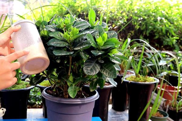 栀子花老叶发黄的原因，缺水缺肥、低温、通风差都会导致