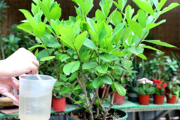 栀子花老叶发黄的原因，缺水缺肥、低温、通风差都会导致
