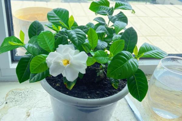 栀子花老叶发黄的原因，缺水缺肥、低温、通风差都会导致