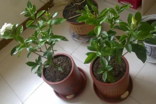 栀子花老叶发黄的原因，缺水缺肥、低温、通风差都会导致