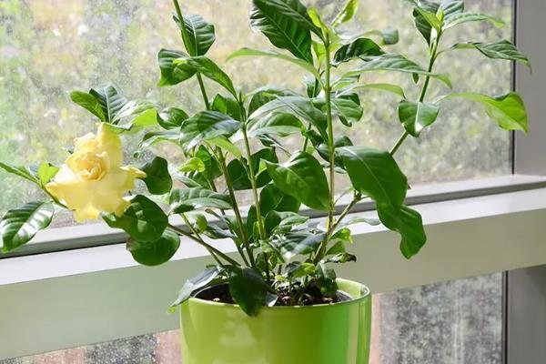 栀子花老叶发黄的原因，缺水缺肥、低温、通风差都会导致