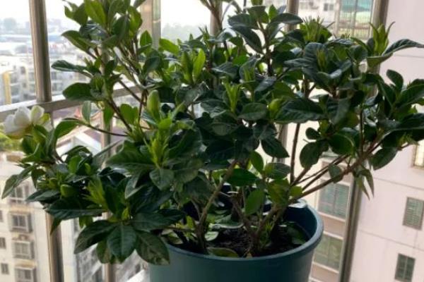 栀子花老叶发黄的原因，缺水缺肥、低温、通风差都会导致