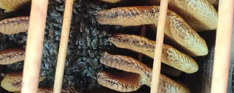 蜜蜂春繁的适宜温度,达到8℃以上才适合它们繁殖