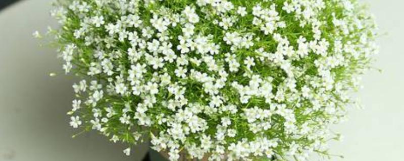 满天星的水养方法，春秋季节每隔3-5天换一次水