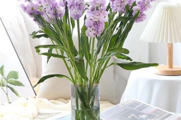 紫罗兰能水培吗，可以水培紫罗兰