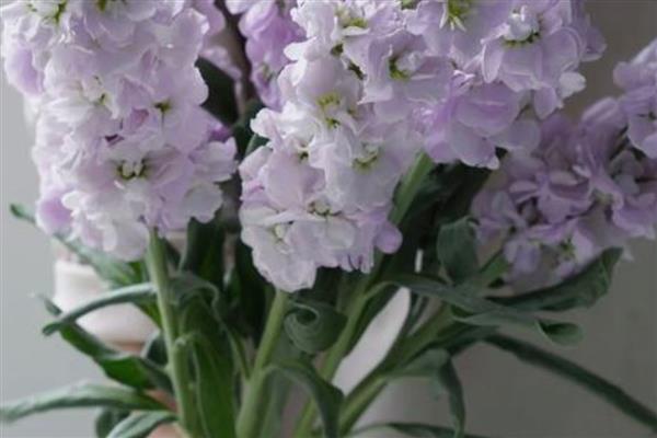 紫罗兰能水培吗，可以水培紫罗兰