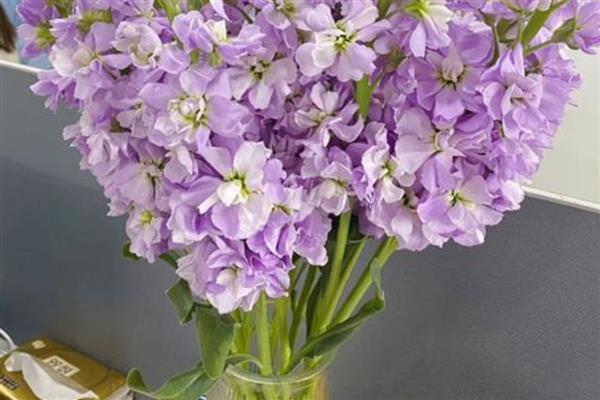 紫罗兰能水培吗，可以水培紫罗兰