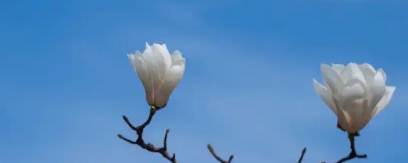 玉兰花的寓意，寓意忠贞爱情、知恩图报等