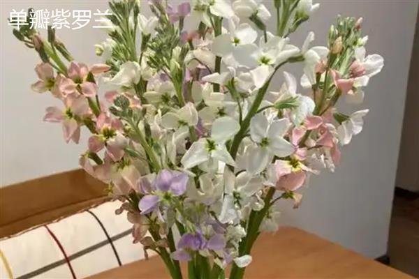 紫罗兰能水培吗，可以水培紫罗兰