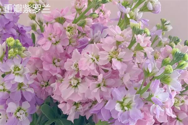 紫罗兰能水培吗，可以水培紫罗兰