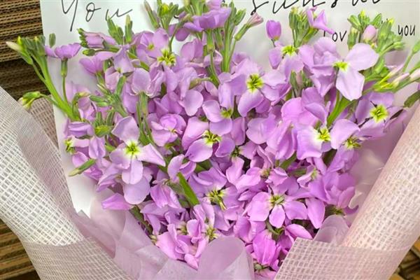 紫罗兰能水培吗，可以水培紫罗兰