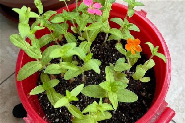 百日草的繁殖技术，播种前用高锰酸钾液浸种