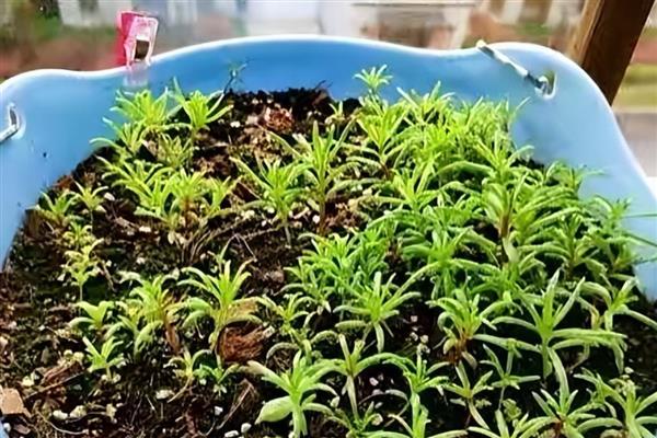 百日草的繁殖技术，播种前用高锰酸钾液浸种