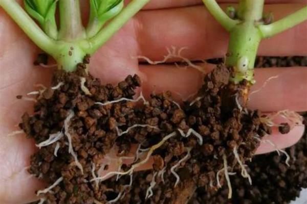 百日草的繁殖技术，播种前用高锰酸钾液浸种