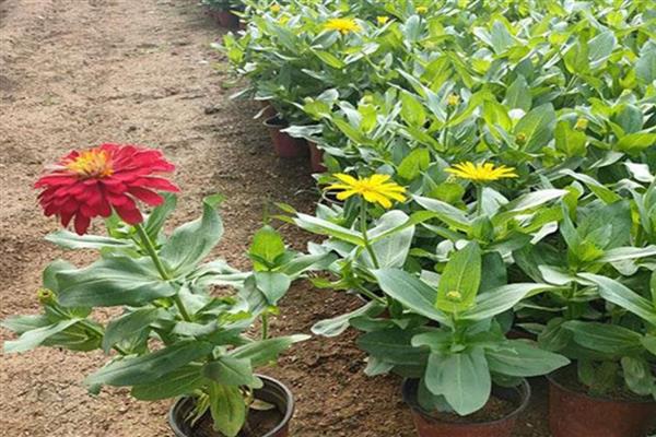 百日草的繁殖技术，播种前用高锰酸钾液浸种