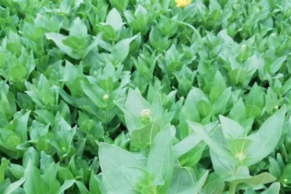 百日草的繁殖技术，播种前用高锰酸钾液浸种