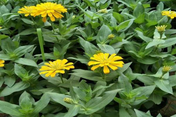 百日草的繁殖技术，播种前用高锰酸钾液浸种