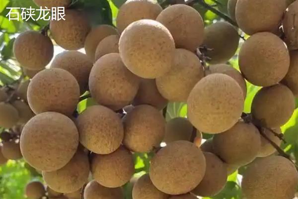 国内有什么优良的龙眼品种，灵龙龙眼、石硖龙眼、古山二号等品种具有良好的品质