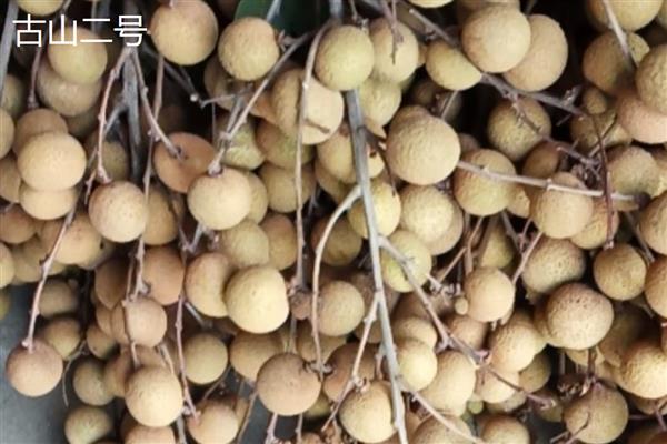 国内有什么优良的龙眼品种，灵龙龙眼、石硖龙眼、古山二号等品种具有良好的品质
