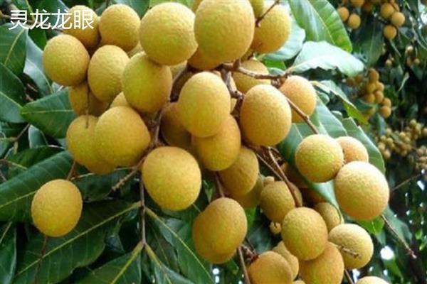 国内有什么优良的龙眼品种，灵龙龙眼、石硖龙眼、古山二号等品种具有良好的品质