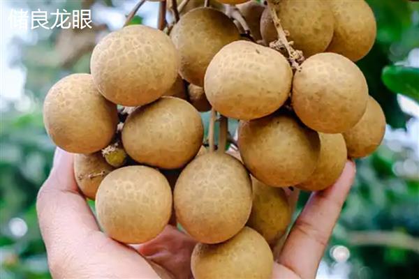 国内有什么优良的龙眼品种，灵龙龙眼、石硖龙眼、古山二号等品种具有良好的品质