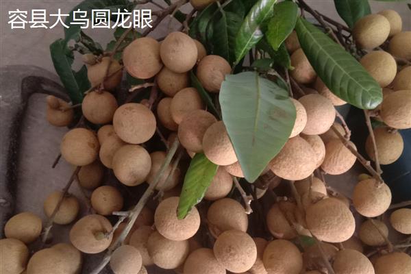 国内有什么优良的龙眼品种，灵龙龙眼、石硖龙眼、古山二号等品种具有良好的品质