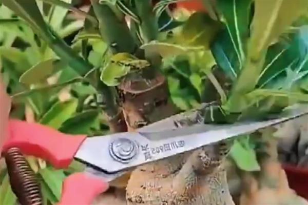 沙漠玫瑰冬天叶子发黄如何解决，剪除黄叶并根据发生原因采取对应措施