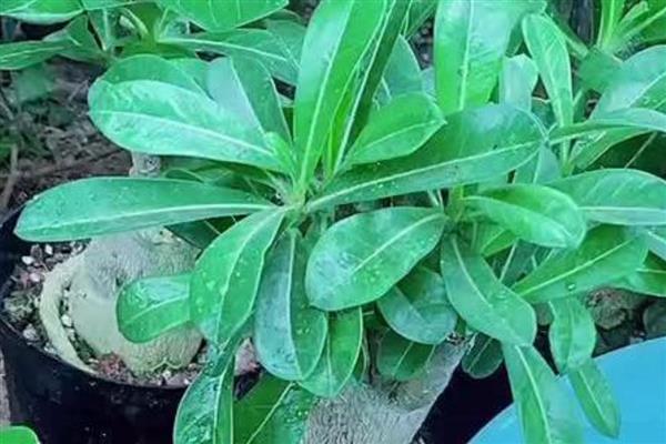 沙漠玫瑰冬天叶子发黄如何解决，剪除黄叶并根据发生原因采取对应措施