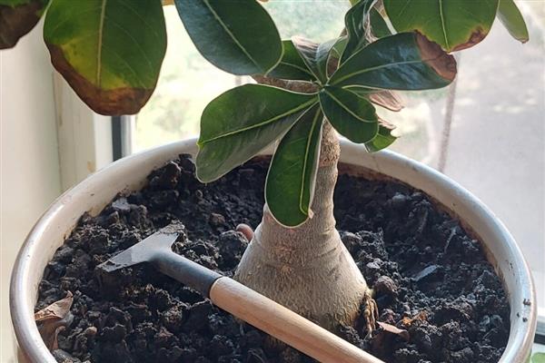 沙漠玫瑰冬天叶子发黄如何解决，剪除黄叶并根据发生原因采取对应措施