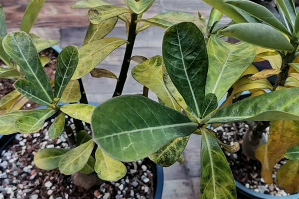 沙漠玫瑰冬天叶子发黄如何解决，剪除黄叶并根据发生原因采取对应措施